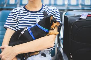 How to move to Europe with you pet : a comprehensive guide