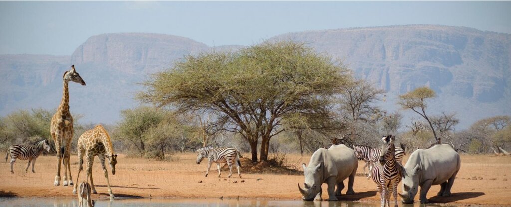 afrique du sud sante voyage