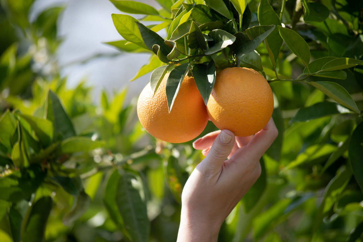 Fruit Picking in Australia tips for safe and healthy farm work