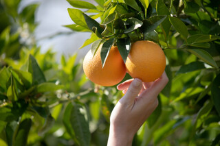 Fruit picking in Australia