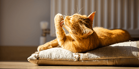 pourquoi-le-medecin-de-monique-lui a-conseille-d-adopter-un-chat.png