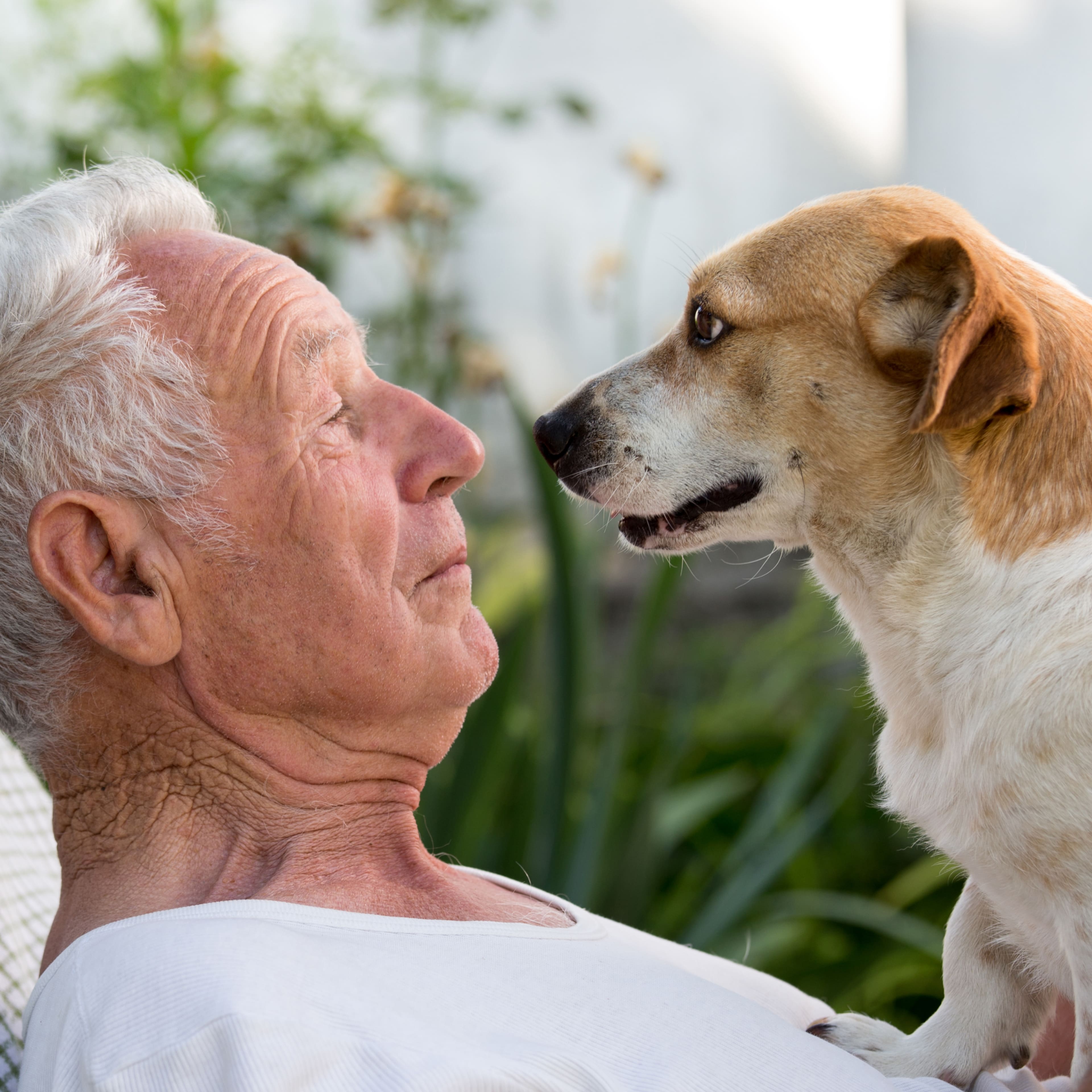 Autorisation des animaux en Ehpad